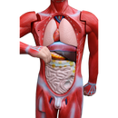 Human Anatomical Muscular Model Muscle System